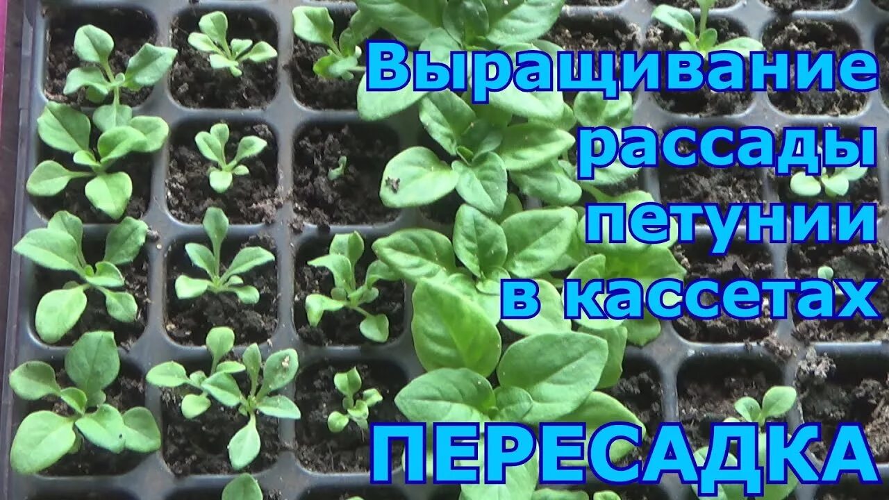 Петуния пикировка рассады. Пикировать рассаду петунии. Пикировка петунии после всходов. Перевалка петунии. Пикировка петуний после всходов видео