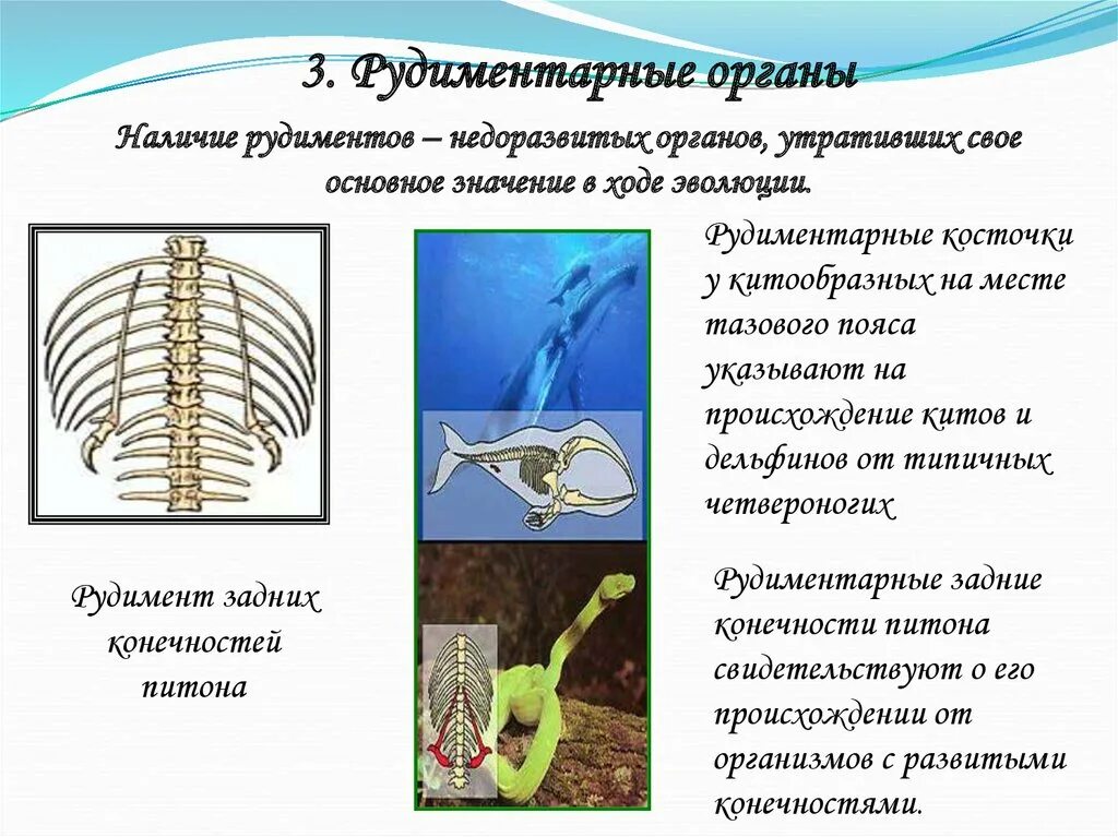 3 примеры рудиментов. Рудиментарные органы животных. Рудиментарные органы пример. Рудиментарные органы у растений.