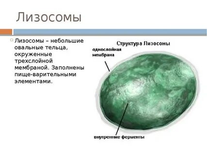 Лизосомы в грибной клетке