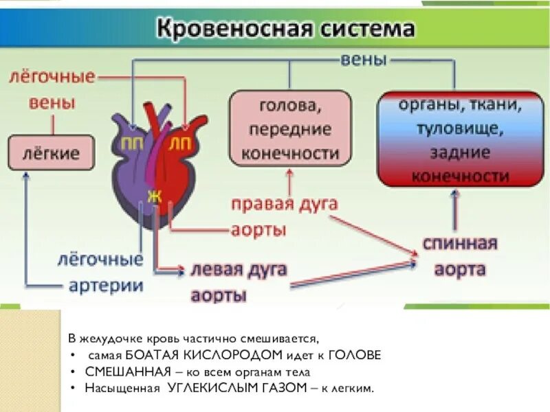 Кровеносная система пресмыкающихся схема кругов кровообращения. Малый круг кровообращения у рептилий. Круги кровообращения пресмыкающихся схема. Круги кровообращения рептилий схема. У каких животных тело снабжается артериальной кровью