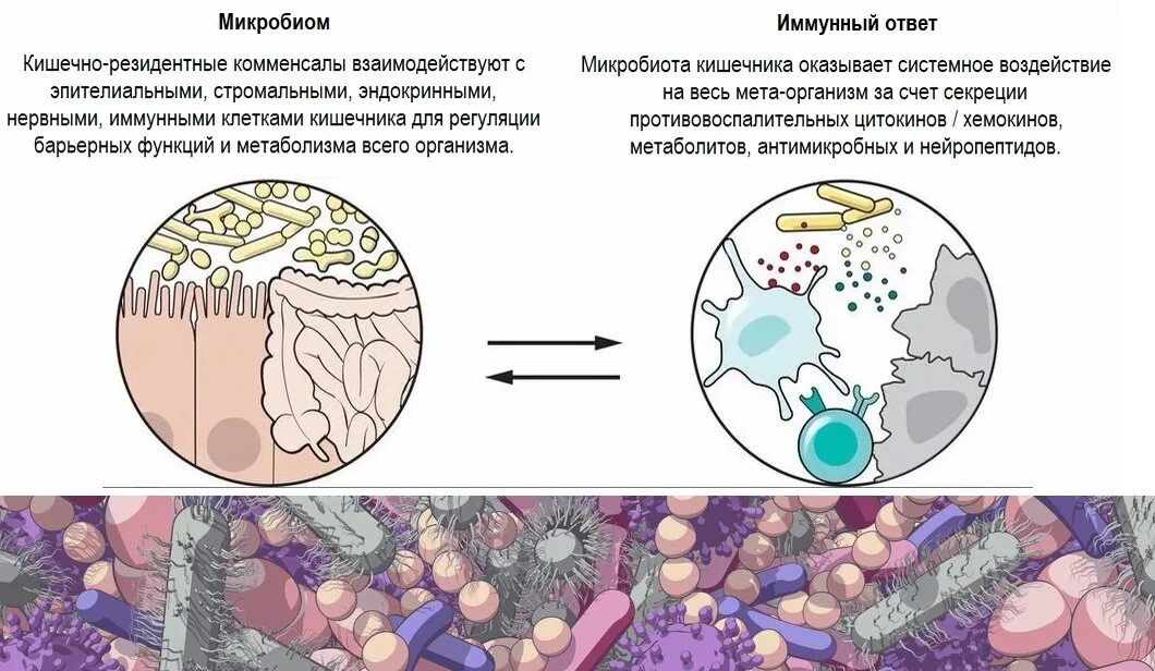 Микробиом это. Микробиом это в микробиологии. микробиома кишечника. функции микробиома человека. микробиом и пробиотики.