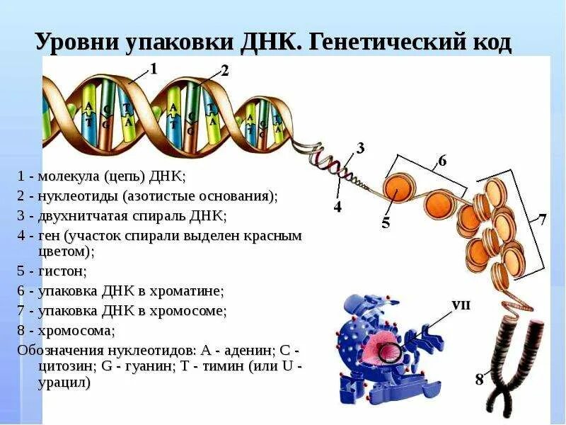 Молекула днк уровень