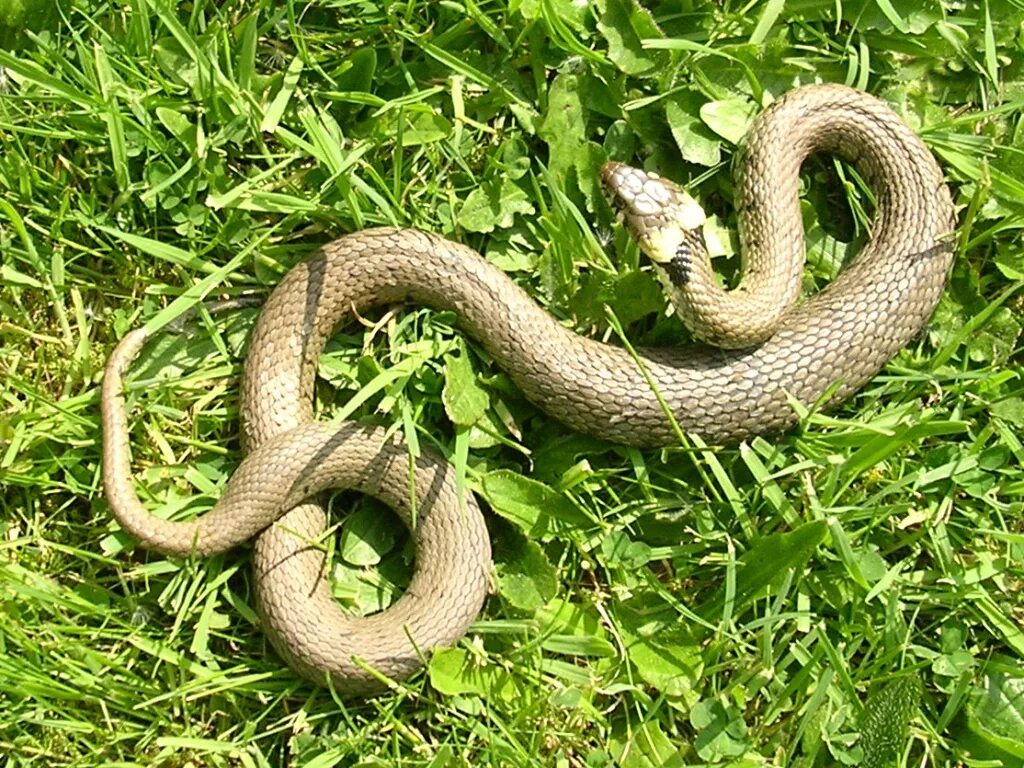 Grass snake. Обыкновенный уж. Змейка в траве. Уж обыкновенный хвост.