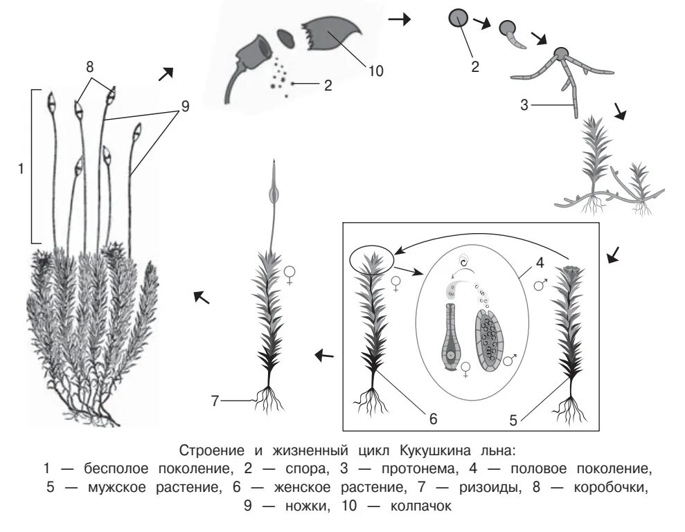 Жизненный цикл мха Кукушкин лен схема. Цикл развития Кукушкина льна ЕГЭ схема. Строение гаметофита кукушкиного льна. Жизненный цикл Кукушкина льна 5 класс.
