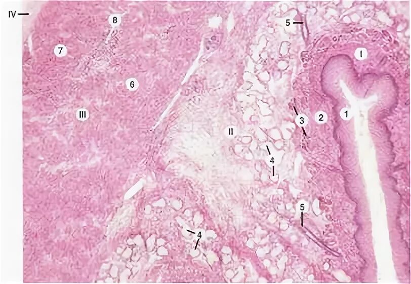 Какие железы в пищеводе. Пищевод гистология препарат. Пищевод собаки гистология. Поперечный срез пищевода гистология. Железы пищевода гистология препарат.