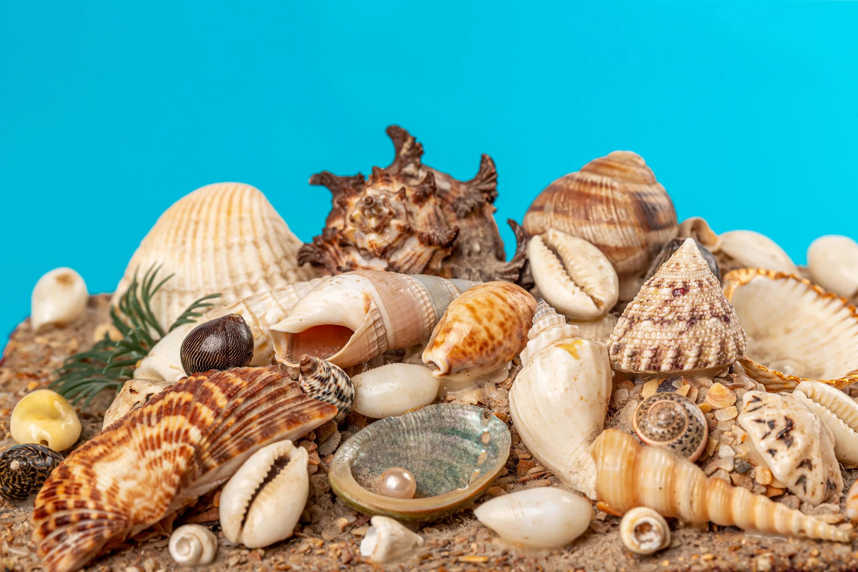 Sea shell