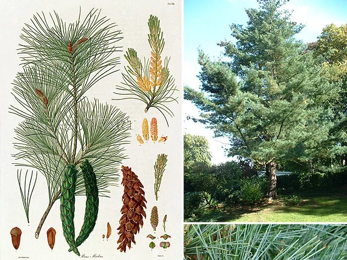 сосна веймутова шишки. семена веймутовых сосен. сосна веймутова минима. семена веймутовых сосен. сосна веймутова семена.