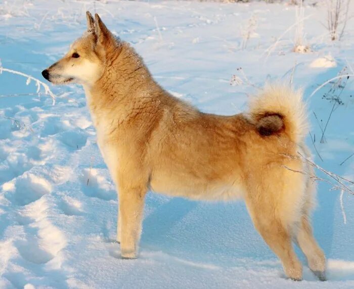 Восточно сибирская лайка. Зсл лайка. Восточносибирская лайка лайки. Западносибирская лайка. Западносибирская лайка лайки.
