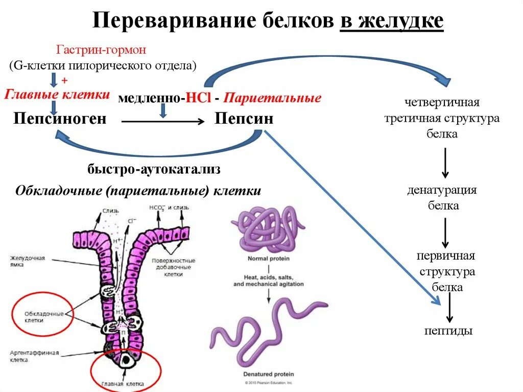 Фермент расщепления белков в желудке. Схема переваривания белков. Схема переваривания белков в ЖКТ. Переваривание белков биохимия схема. Схема распада белков в ЖКТ биохимия.