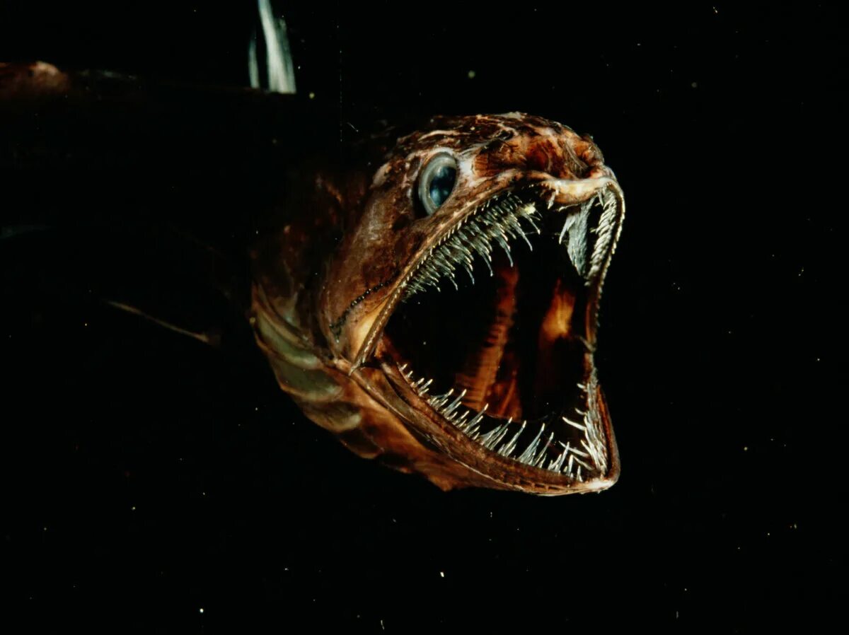 хаулиоды (viperfish). животные марианской впадины. рыбы марианской впадины. мохнатый удильщик джордана. морской черт удильщик.