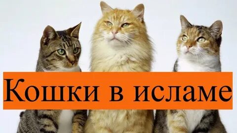 Как звали кошку пророка