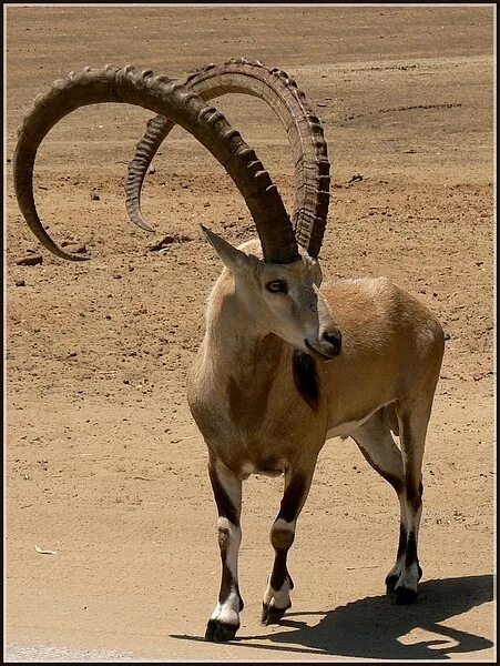 горный баран муфлон. горный баран муфлон. муфлон (ovis musimon). национальное животное турции. анатолийских муфлонов.