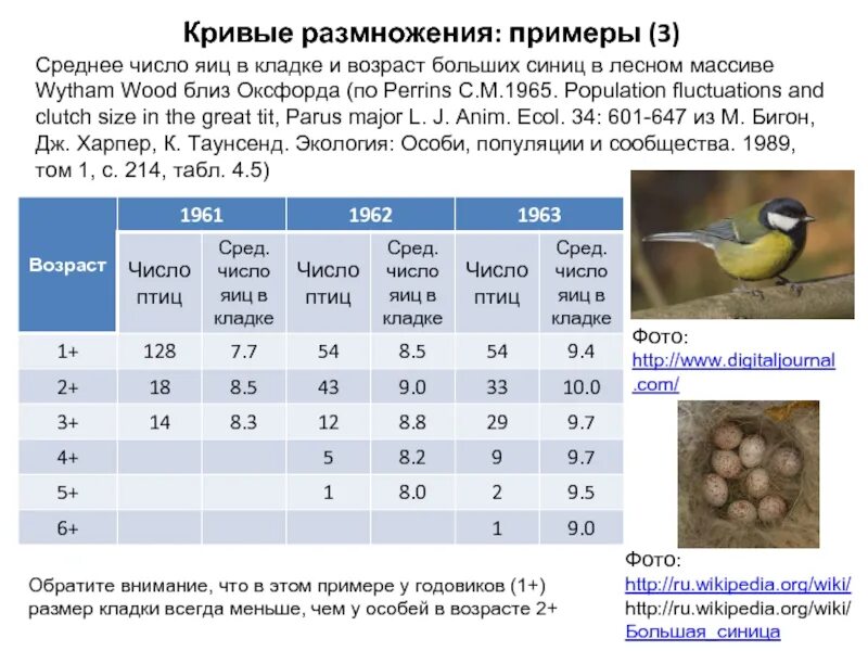 Размеры птиц сравнение. Размер синички. Размер синицы. Размер яйца синички. Размеры яйца большой синицы.