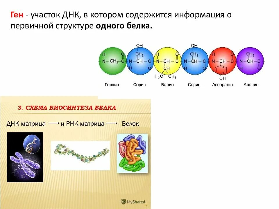 Какую информацию содержат гены. Участок днк с информацией о первичной структуре белка. днк содержит информацию о первичной структуре белка. участок днк, содержащий информацию о первичной структуре белка – это:. участок днк который содержит информацию о структуре 1 белка.