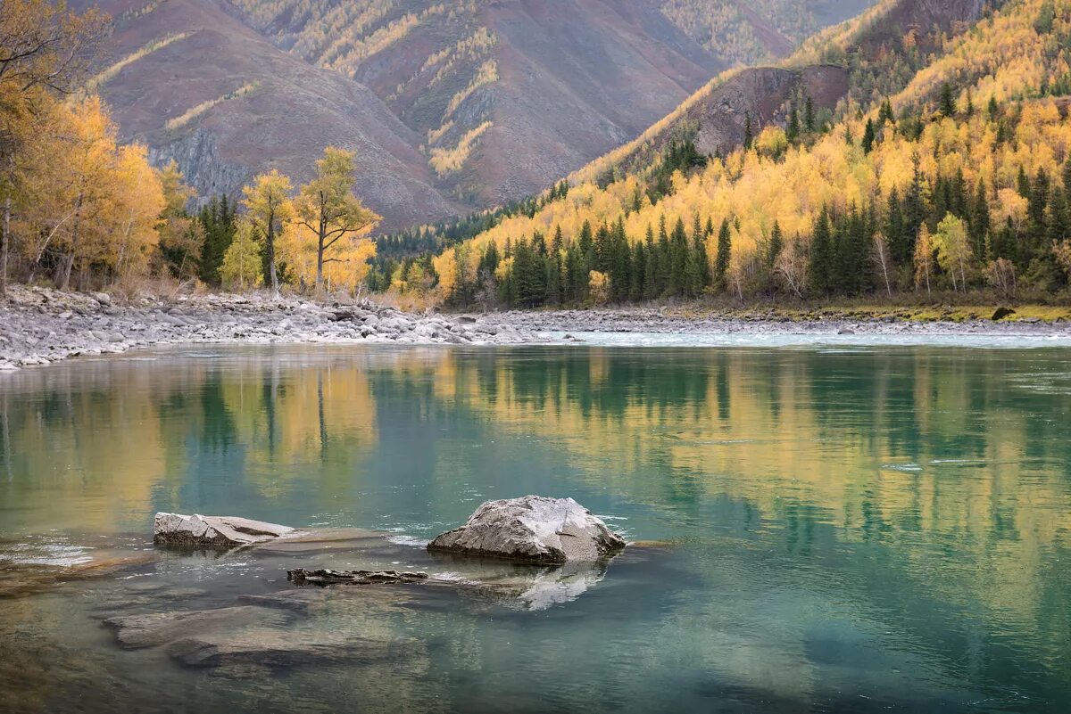 Горно алтайск июль. Осенний Алтай Катунь. Алтай Катунь осень. Золотая осень горный Алтай. Река Катунь.