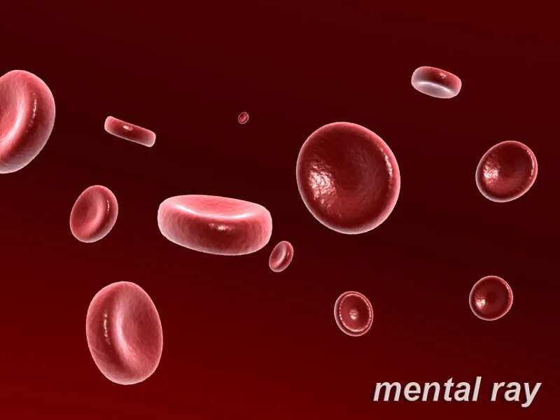 Лейкоциты 3 эритроциты 4. Модель эритроцита. эритроциты 3.03. макет эритроцита. эритроцит 3d model.