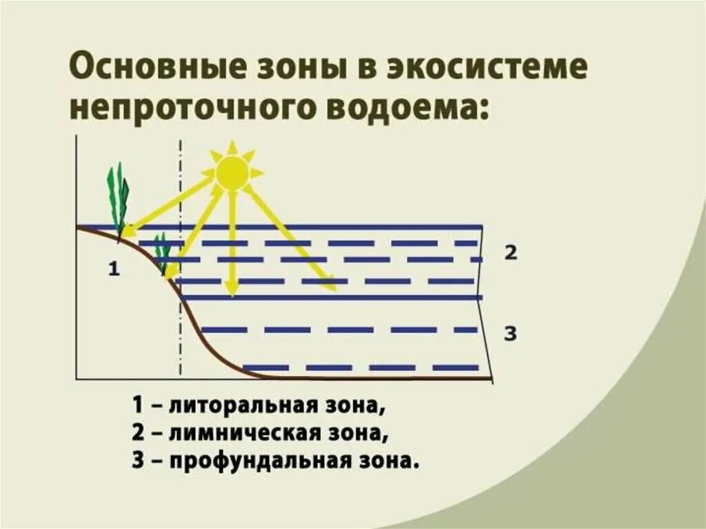 Водные растения для пруда и прибрежной зоны. Ирисы биоплато. Благоустройство береговой линии прудов. Ландшафт с прудиком. Растения прибрежной зоны водоема.
