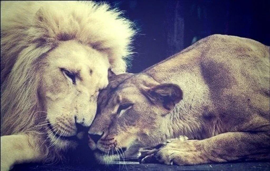 львица фото. преданность льва. львы любовь. скромный лев мужчина. лев и львица.
