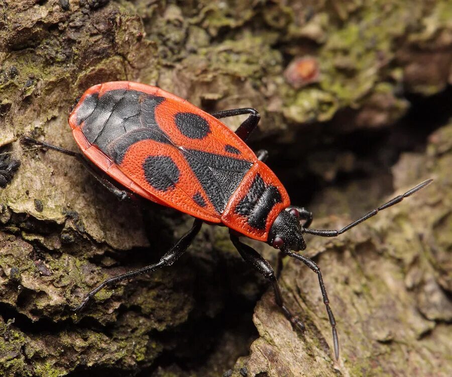 Жук красноклоп солдатик. Клоп-солдатик – Pyrrhocoris apterus. Клоп красноклоп солдатик. Красноклоп бескрылый ( клоп-солдатик) (Pyrrhocoris apterus). Клоп солдатик описание