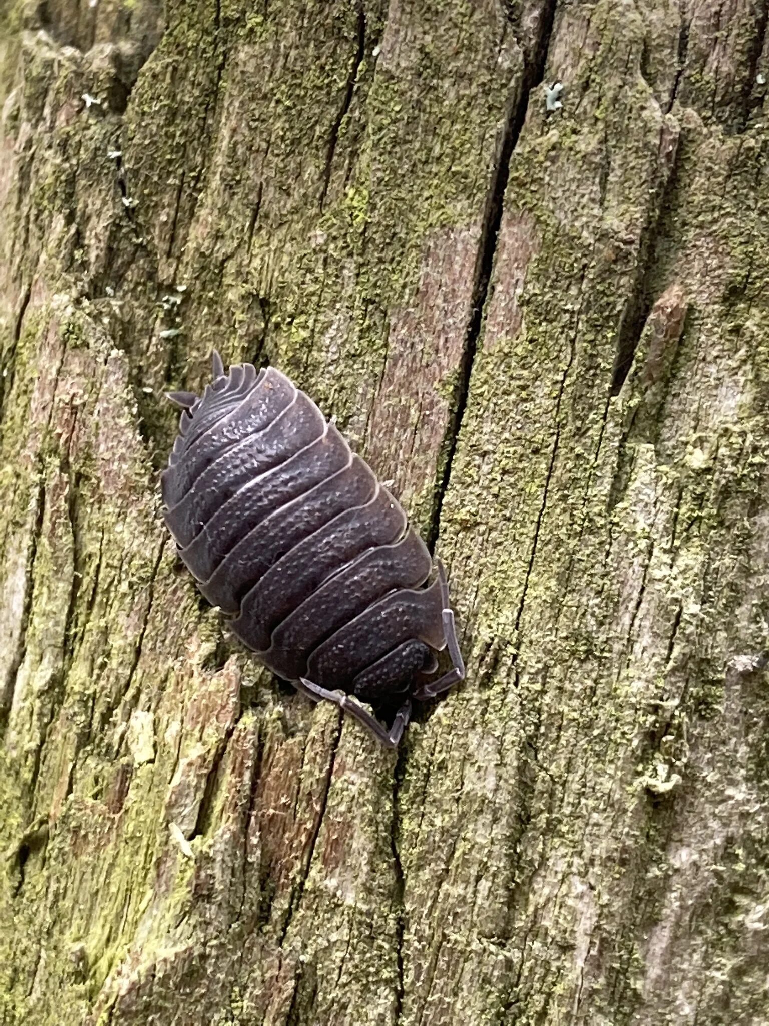 Скабер восход солнцев 5. Porcellio ornatus. Porcellio scaber Ghost. Porcellio hoffmannsaggi. Porcellio scaber морфы.