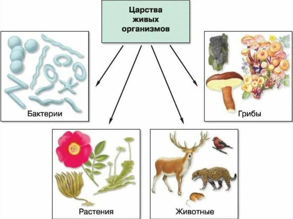 Рисунки царства живой природы