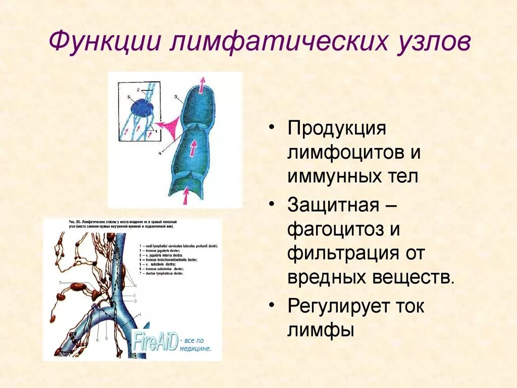 Какие функции лимфатических узлов. Функции лимфатических узлов в иммунной системе. Функции лимфатических сосудов узлов. Лимфатические узлы функции кратко. Функции лимф узлов.