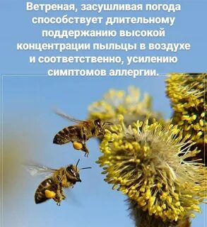 Сдвинул пчелиный заря