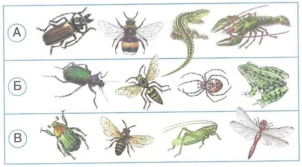 Окружающий мир 2 класс тесты животные. Задания по окружающему миру насекомые. Насекомые окружающий мир. Шестиногие и восьминогие насекомые. Шестиногие и восьминогие 2 класс перспектива.