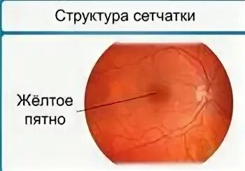 Желтым пятном называется
