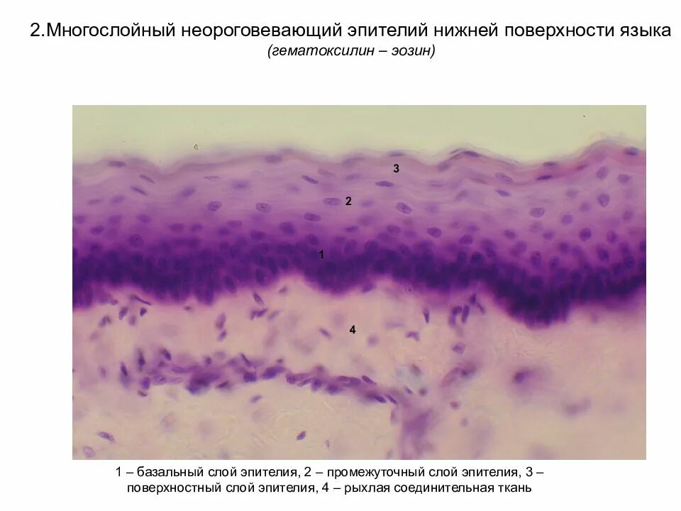 Однослойная эпителиальная ткань. Однослойный плоский жпителтй мнщотелий. Многослойный плоский эпителий роговицы коровы. 00. Многослойный плоский неороговевающий эпителий строение.