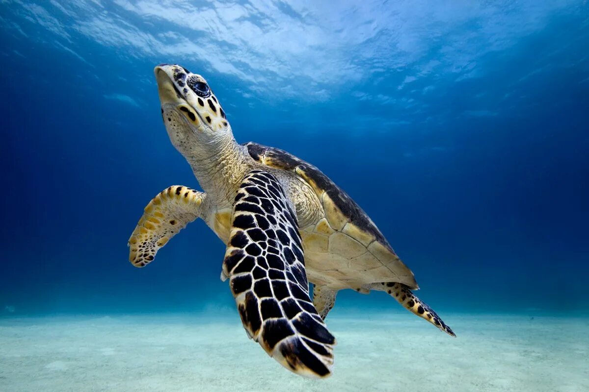 К морским черепахам относится. Черепаха бисса (Каретта). Морская черепаха. Морская черепаха бисса настоящая Каретта. Морская черепаха и Черепашата.
