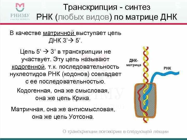 Смысловая и транскрибируемая цепь днк решение. Синтез РНК транскрипция. Транскрипция РНК. Синтез ДНК. Синтез матричной РНК.