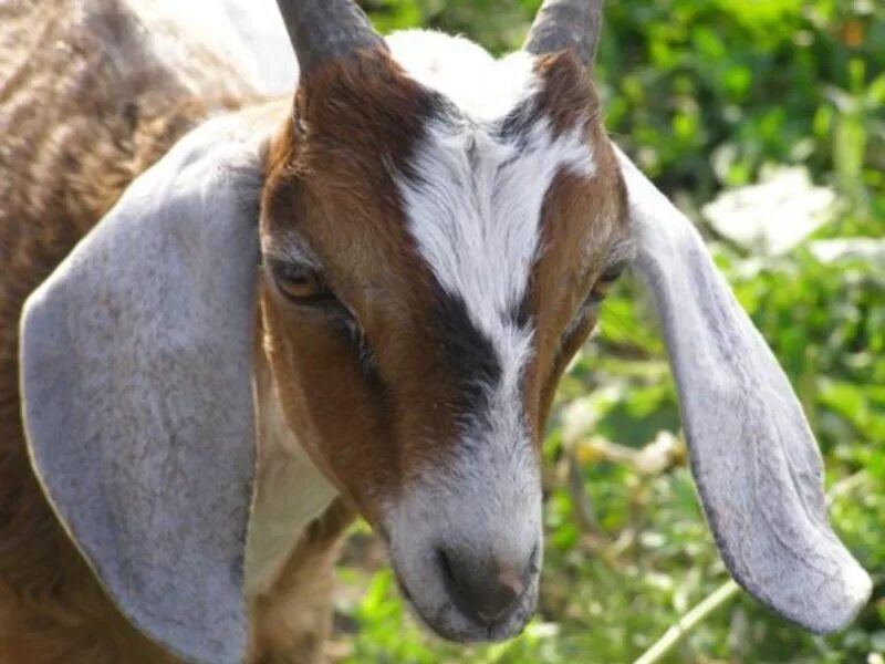 Ушами порода козы. Козы нубийской породы. Пакистанская нубийская коза. Козел нубийской породы. Нубийские козы с длинными ушами.