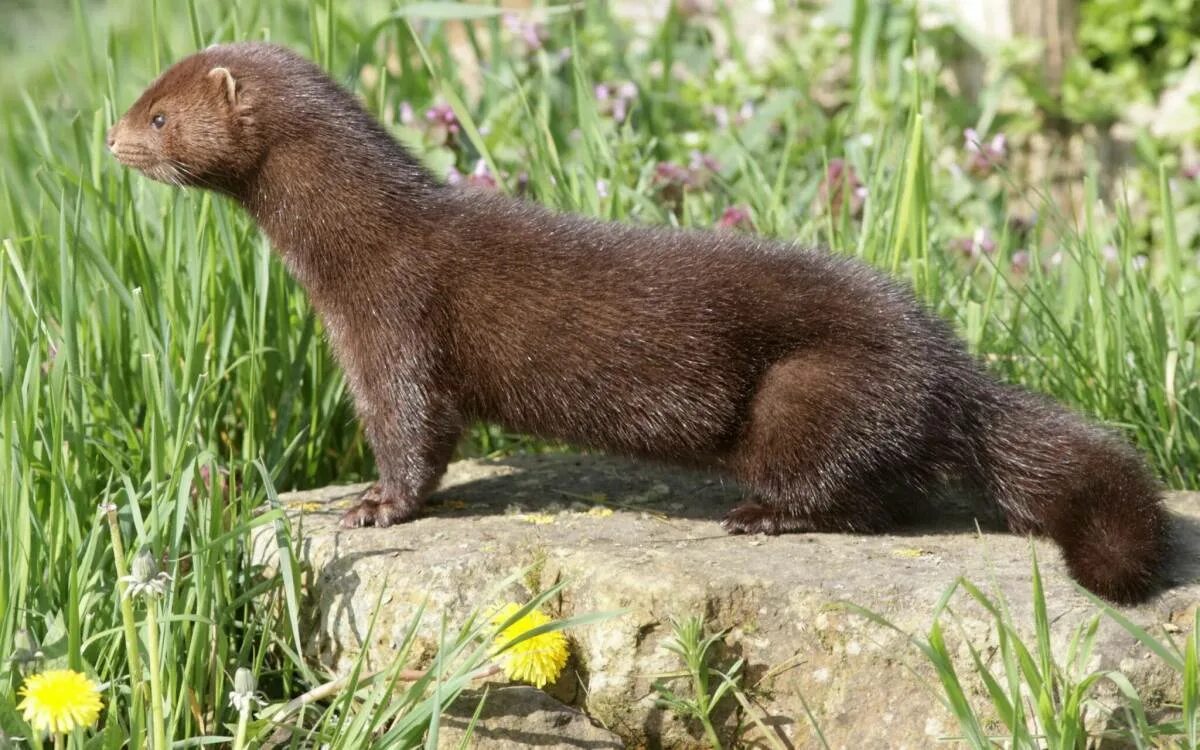 Северная европейская норка (mustela lutreola lutreola). Норка на английском. Черная американская норка. Норка на английском. Европейская норка.