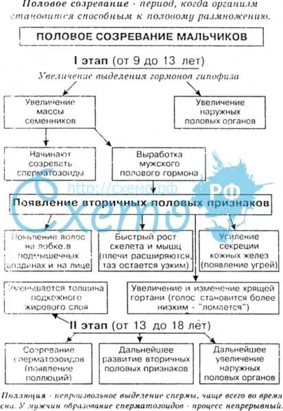 Гормоны полового созревания у мальчиков. Стадии полового созревания таблица. Возрастная периодизация пубертат. Половое взросление мальчиков. Половое созревание у парней.