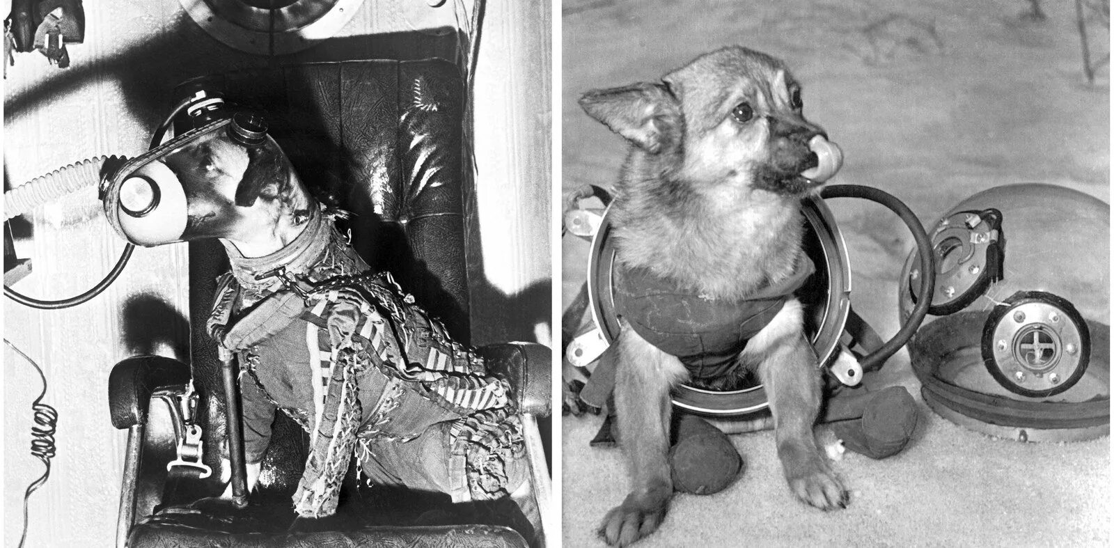 Первое животное космонавт. Собаки белка и стрелка в скафандрах. Белка и стрелка полет в космос в скафандре. Белка и стрелка полёт в космос 1958. Белка и стрелка первые собаки в космосе.