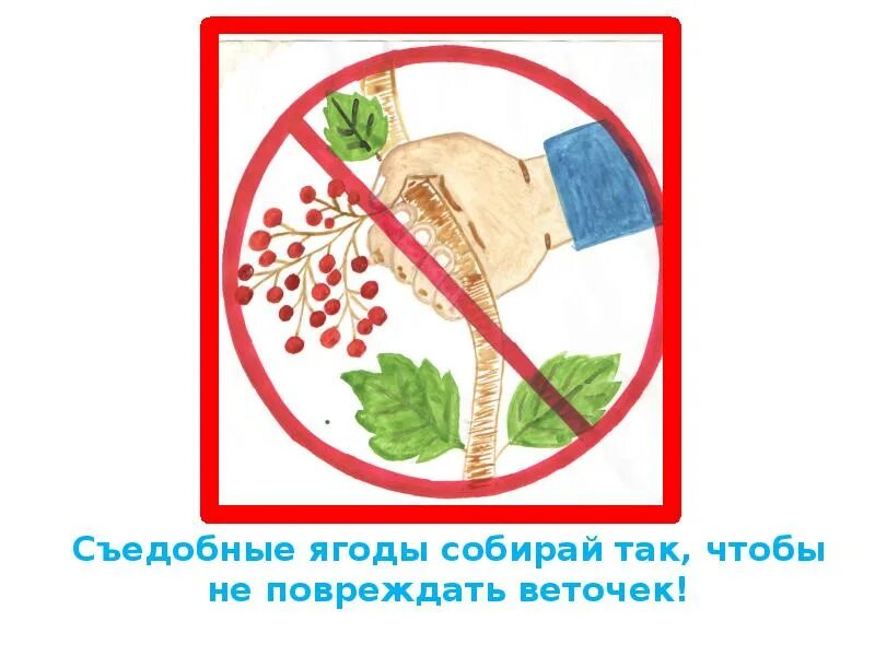 Знак нельзя собирать грибы. Знак не рви ягоды. Знак запрещающий собирать ягоды. Запрещающие знаки в лесу. Природоохранные знаки.
