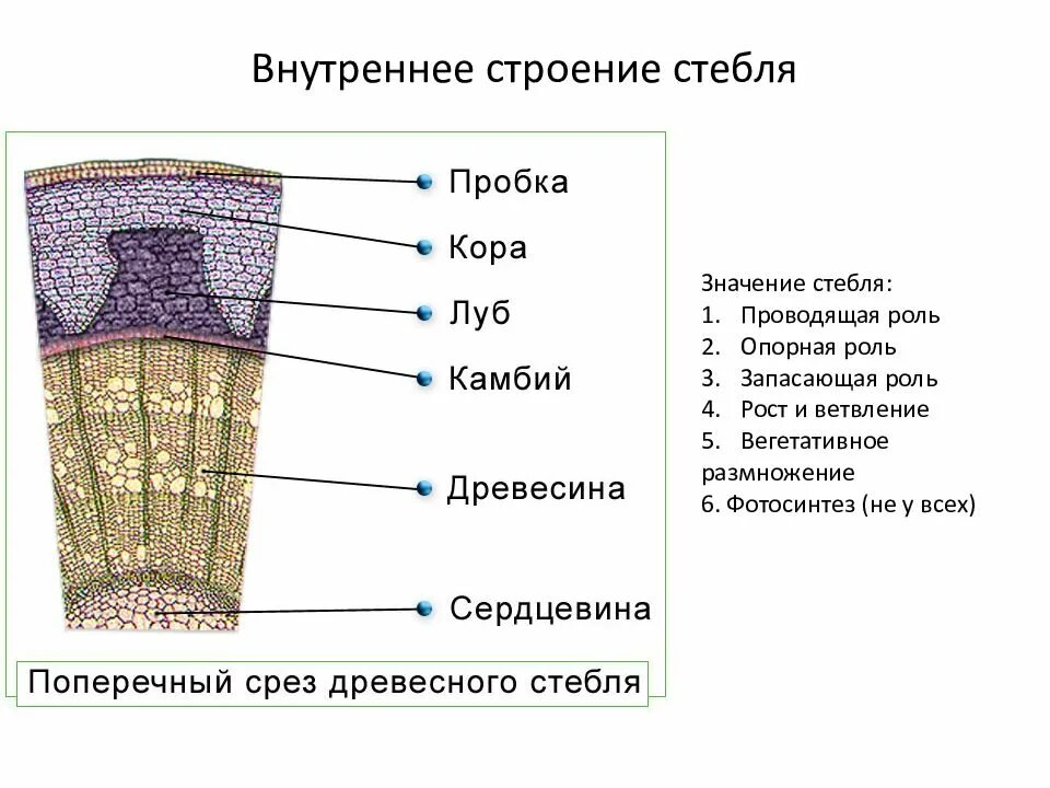 Как называется внутренний слой коры