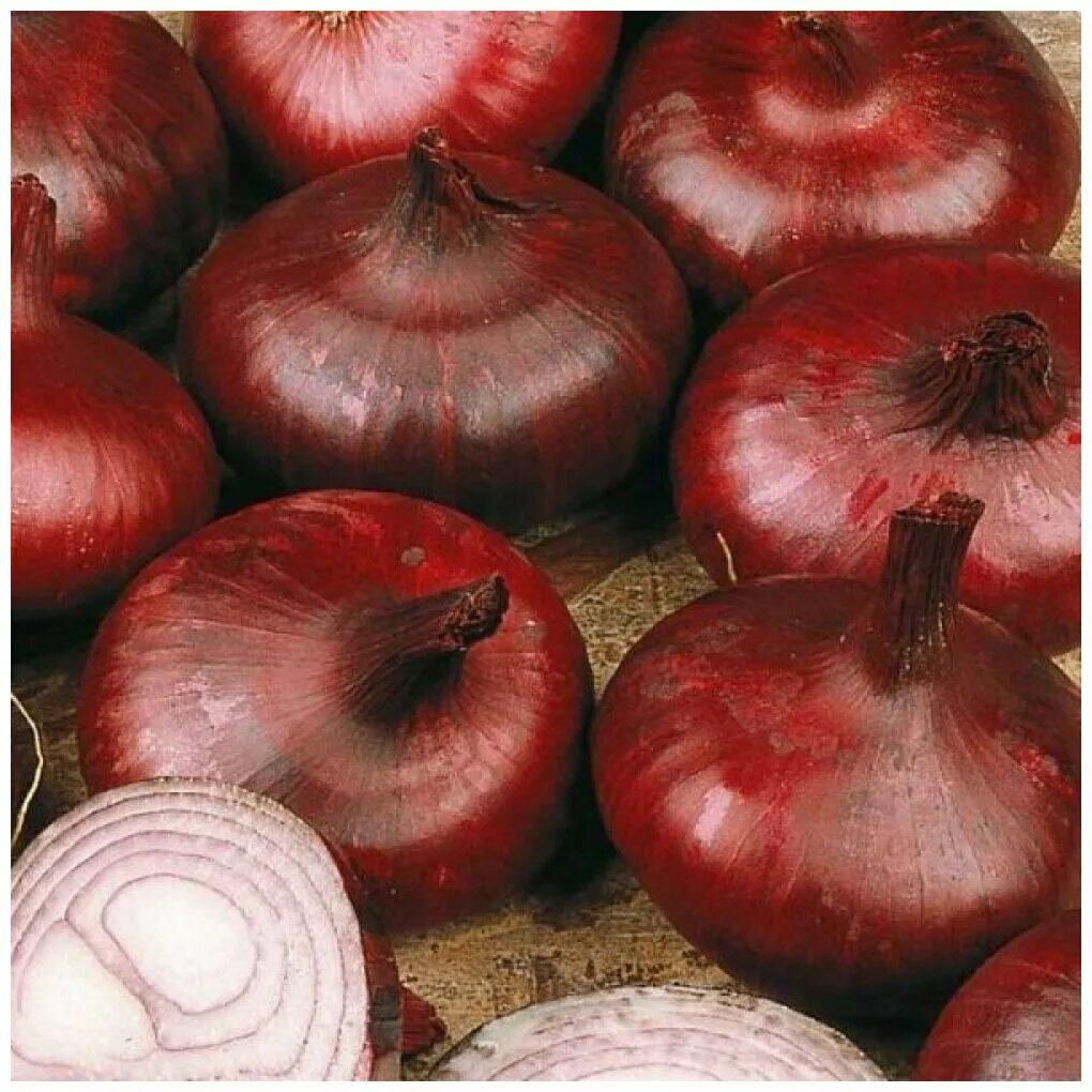 лук репчатый отзывы. лук севок стригуновский местный длинный. лук сорта «глобо»,. лук сорт купидо. лук севок стурон центурион.