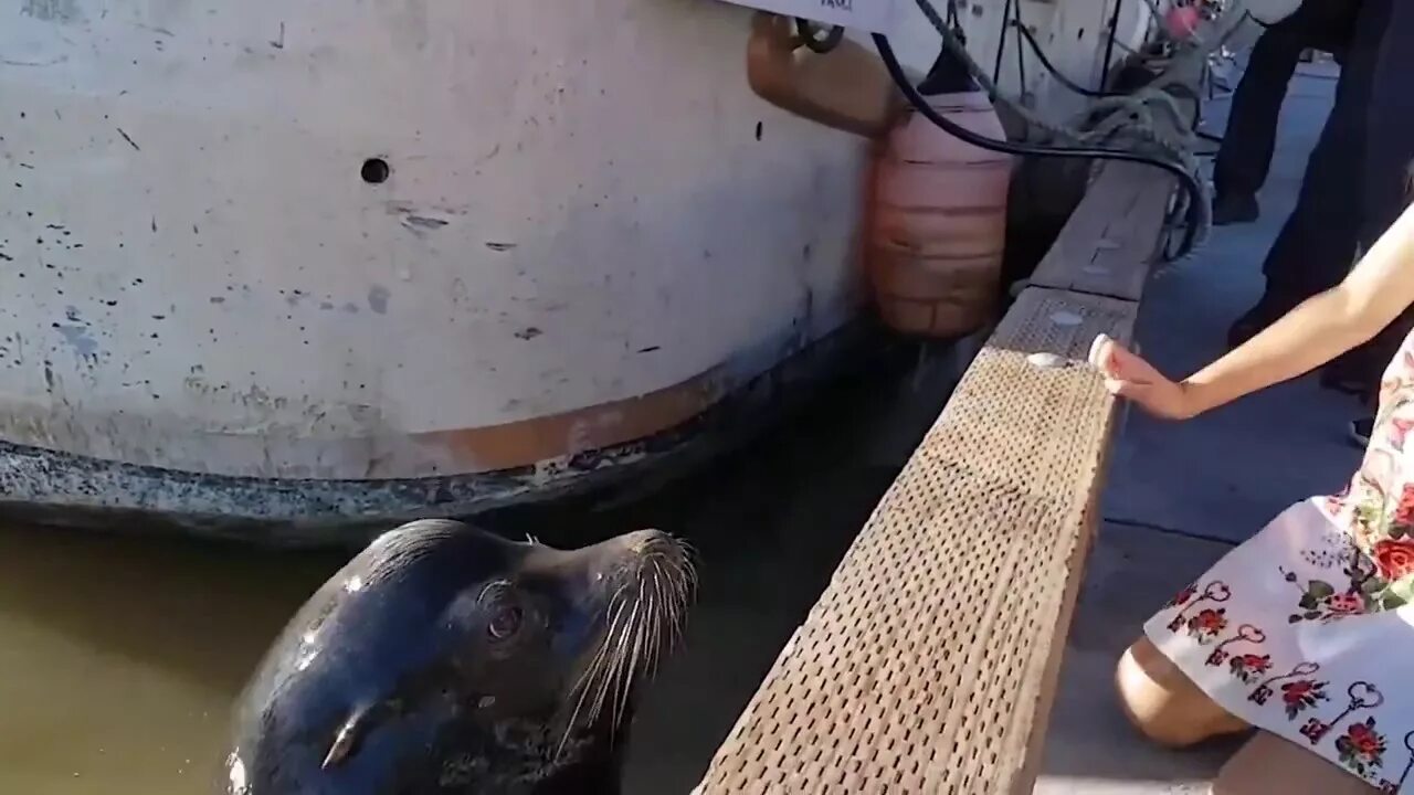 Утащил ребенка под воду. «дождевой мальчик» 1983. Морской лев напал на девочку. Морской лев утащил девочку в воду. Морской лев утащил девочку под воду.