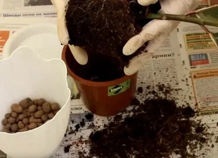 Фикус бенджамина какой грунт