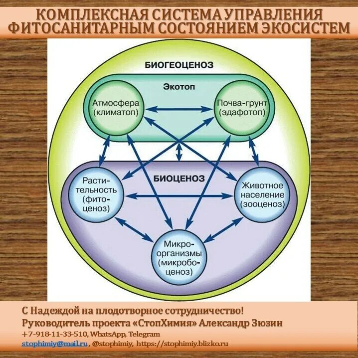 Экотоп и биоценоз. Экосистема биогеоценоз структура экосистемы. Биогеоценоз биотоп биоценоз. Схематическая структура биогеоценоза.