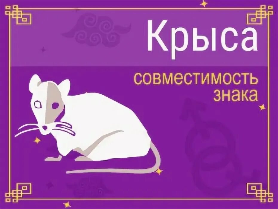 Совместимость крысы. Крыса знаки совместимые. Крыса с табличкой. Дракон и крыса совместимость. Весы крыса мужчина совместимость