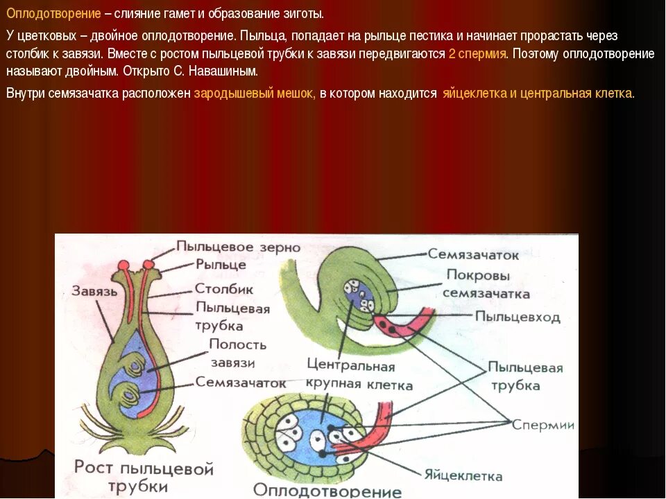 Схема двойного оплодотворения у цветковых растений 6 класс. Динамическая схема двойное оплодотворение. Процесс двойного оплодотворения цветковых. Схема двойного размножения у цветковых.