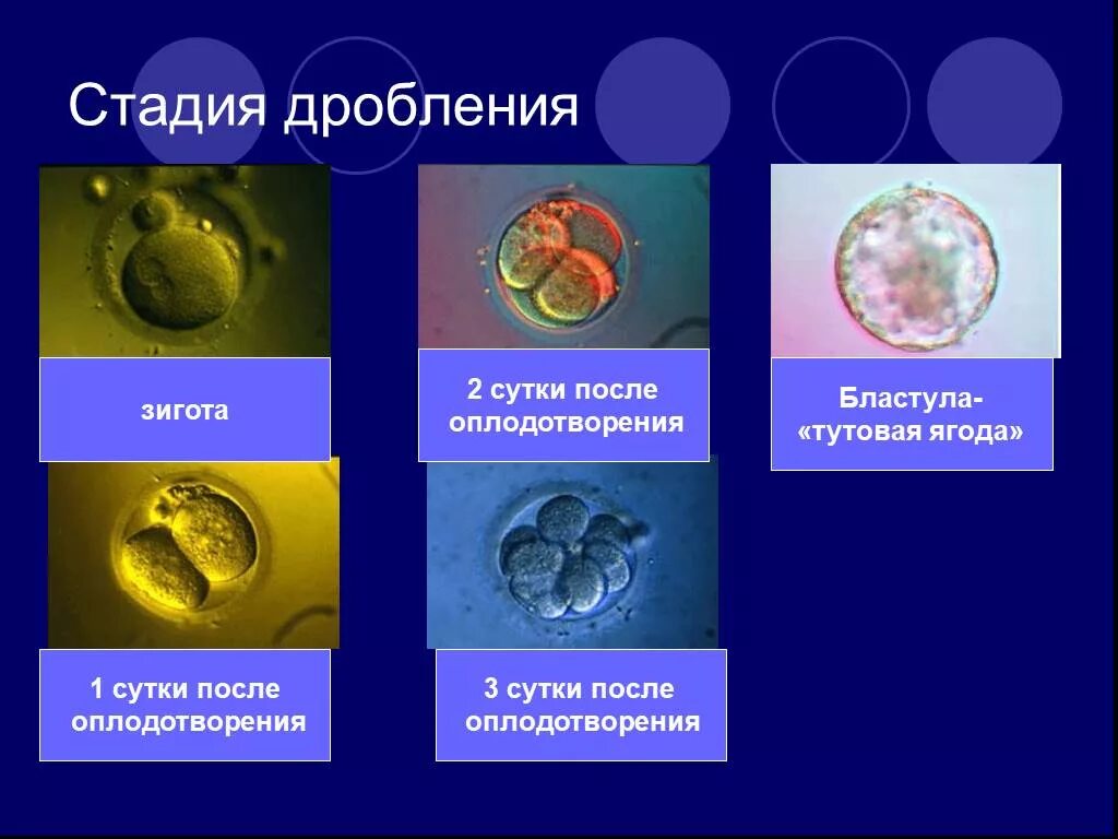 Стадии развития эмбриона зигота. Дробление эмбриональный этап. Стадии дробления зиготы. Зигота после оплодотворения.