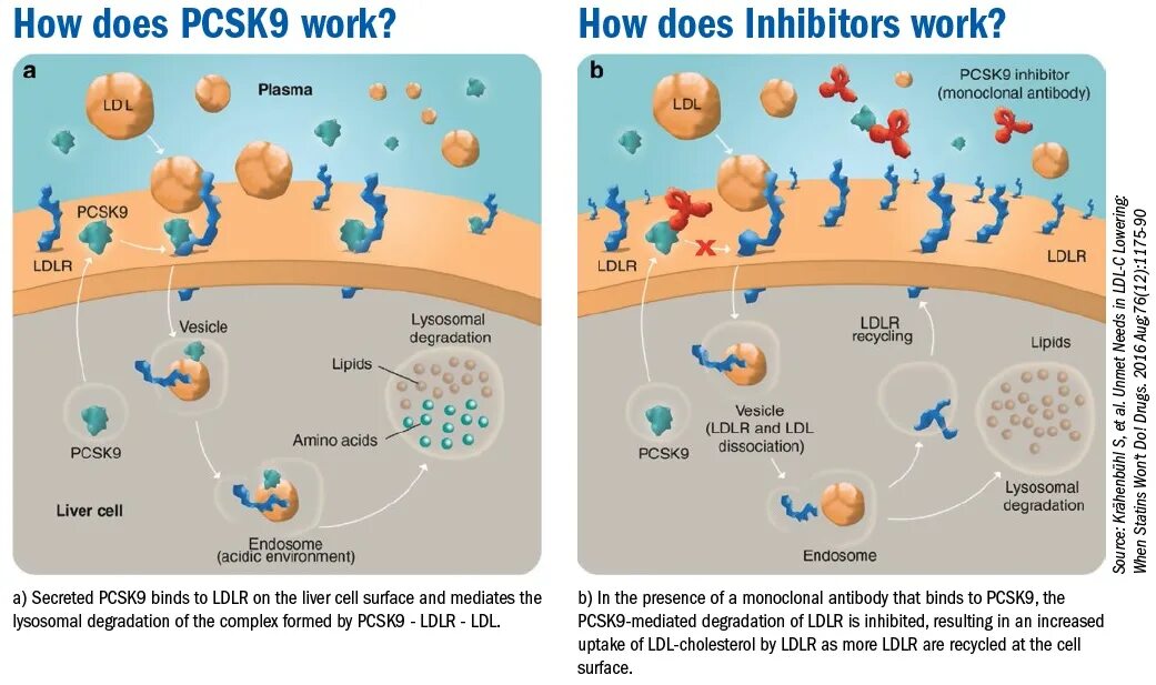 Ингибиторы pcsk9 механизм действия. Ингибиторы белка pcsk9. Блокаторы pcsk9. Блокаторы pcsk9 механизм действия. Ингибиторы pcsk9