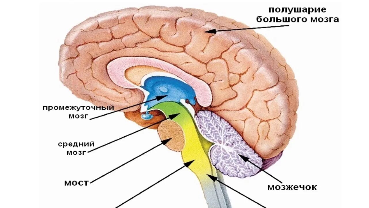 Отделы головного мозга продолговатый мозг. Отдел мозга продолговатый мозг расположение. Строение продолговатого отдела головного мозга. Продолговатый мозг строение.