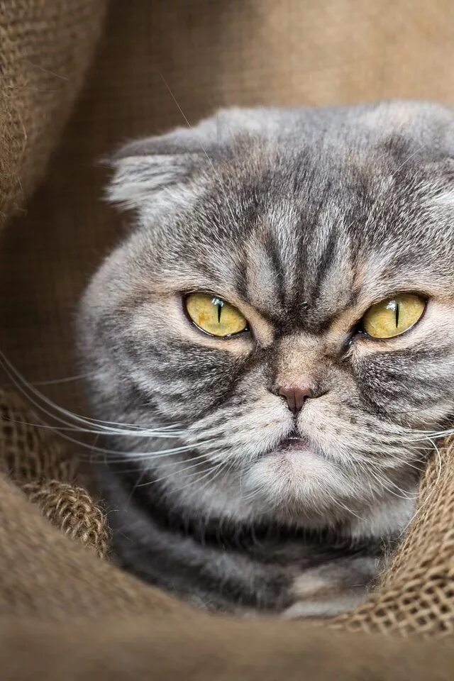 Шотландские кошки злые. Злой шотландский кот вислоухий. Шотландец вислоухий злой. Шотландский вислоухий злой. Кот с недовольной мордой.
