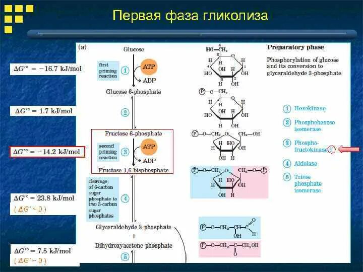 Протекание гликолиза кольцевые. Реакции 2 стадии гликолиза. 2 Этап гликолиза реакции. Схема второй стадии гликолиза. Реакции гликолиза 1 и 2 этапа.