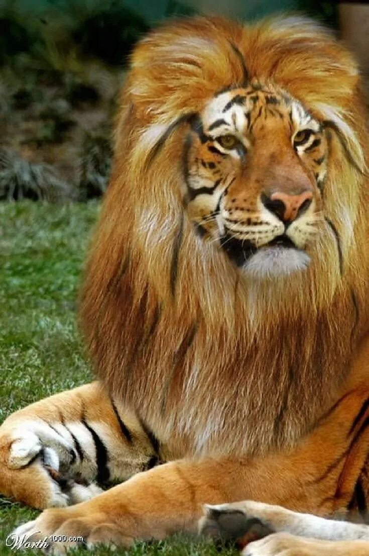 Про лев тигра. Лигр и тигролев. ТИГОН гибрид. Лигр смесь тигра и Льва. ТИГОН тигролев.